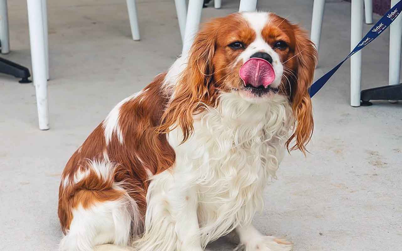 dog eating whipped cream