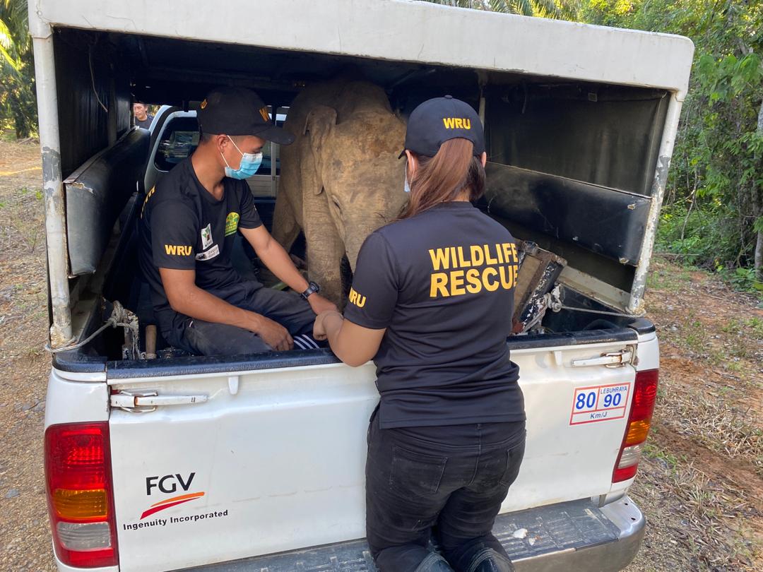 wildlife rescue unit saving elephant