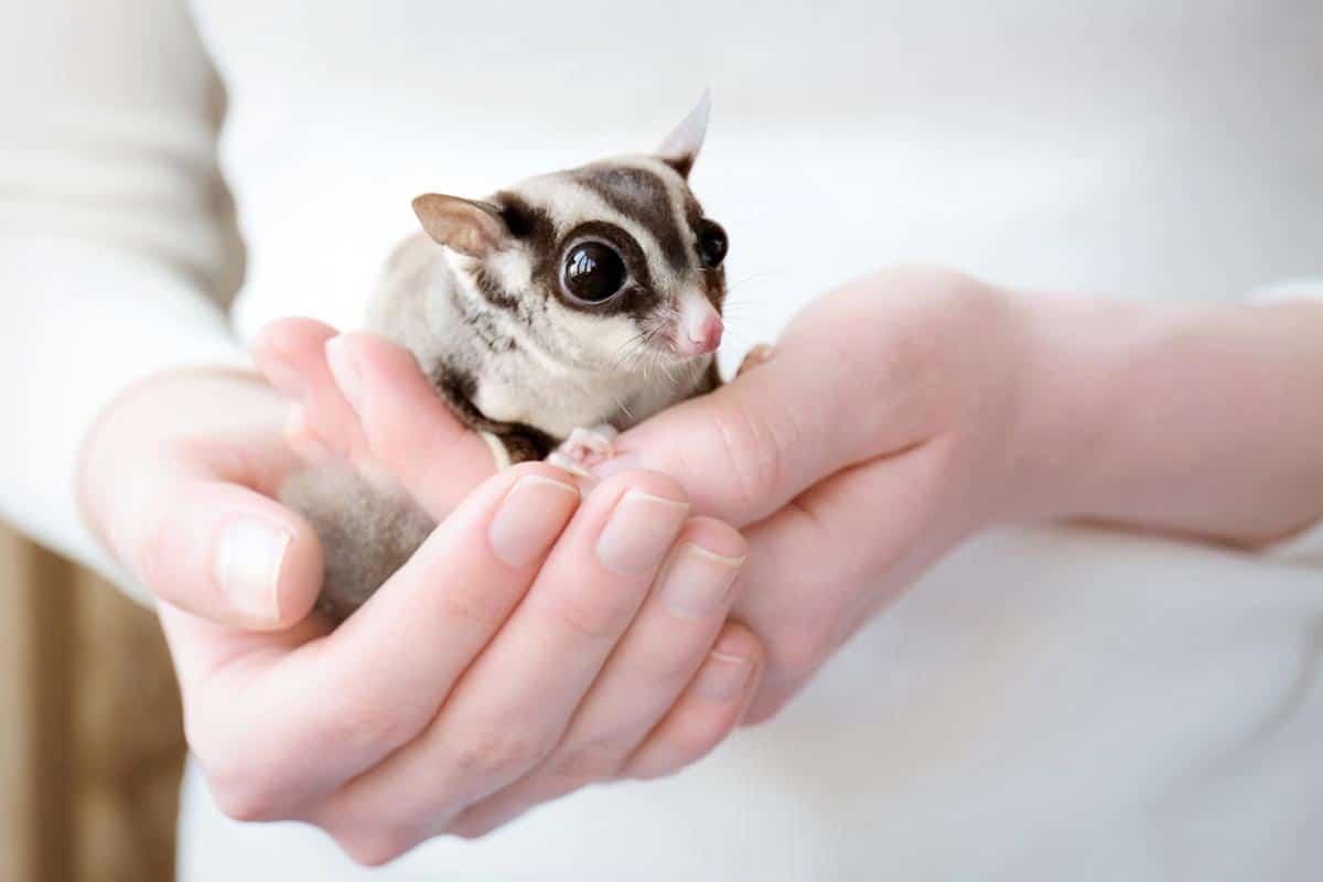 sugar glider on owners hands