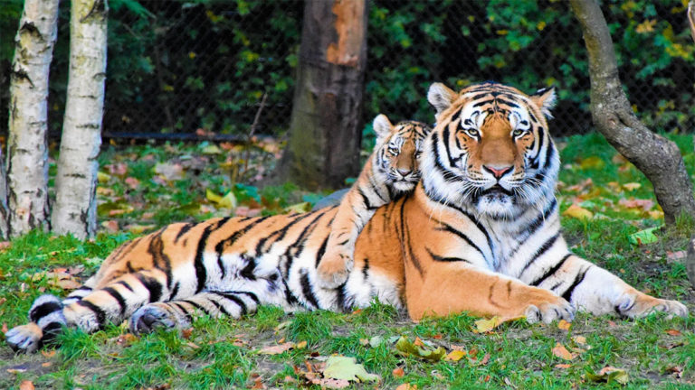How Much Do Tigers Weigh & Other Tiger Facts!