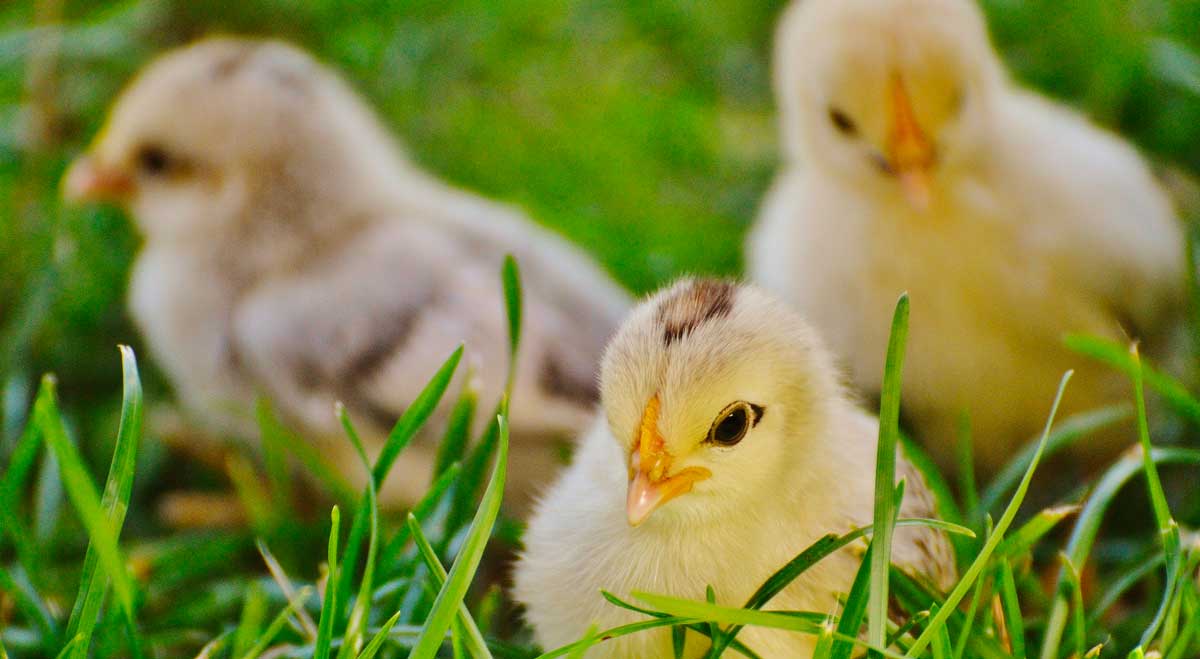 chicks in grass but can be killed factory farming