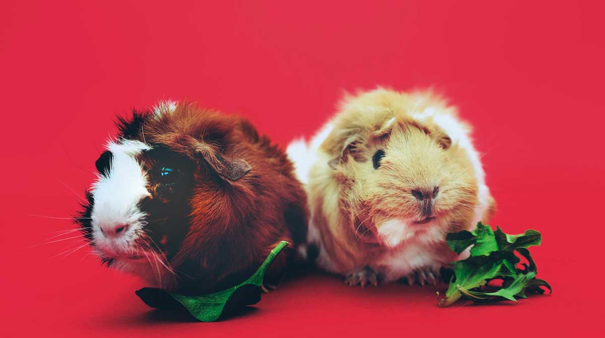 Guinea pigs online class for kids