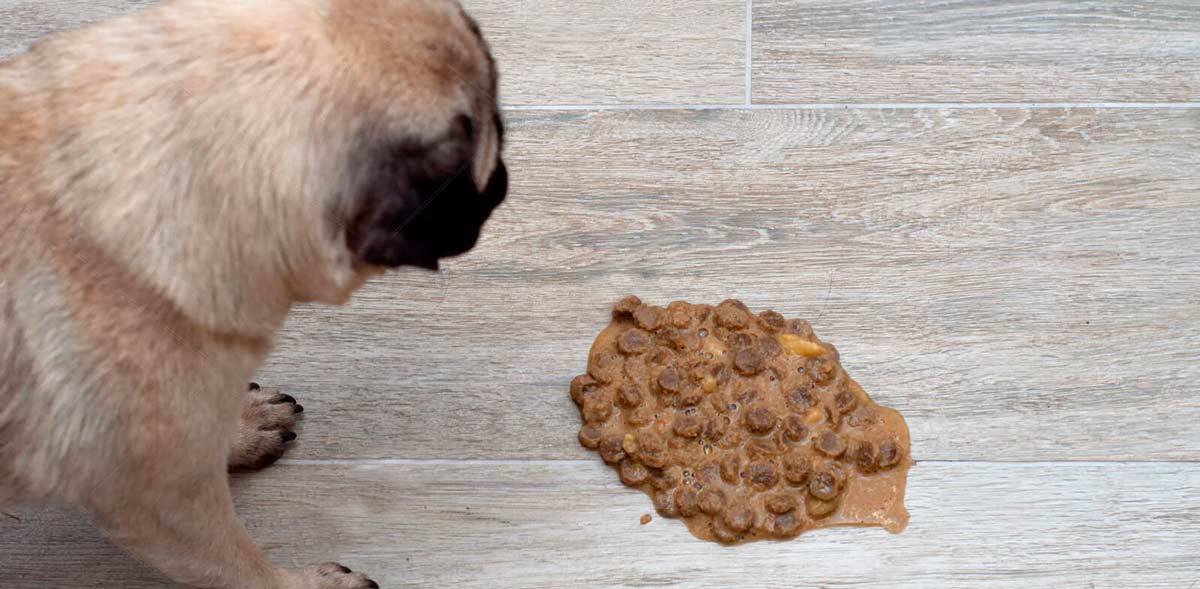 dog vomit on floor