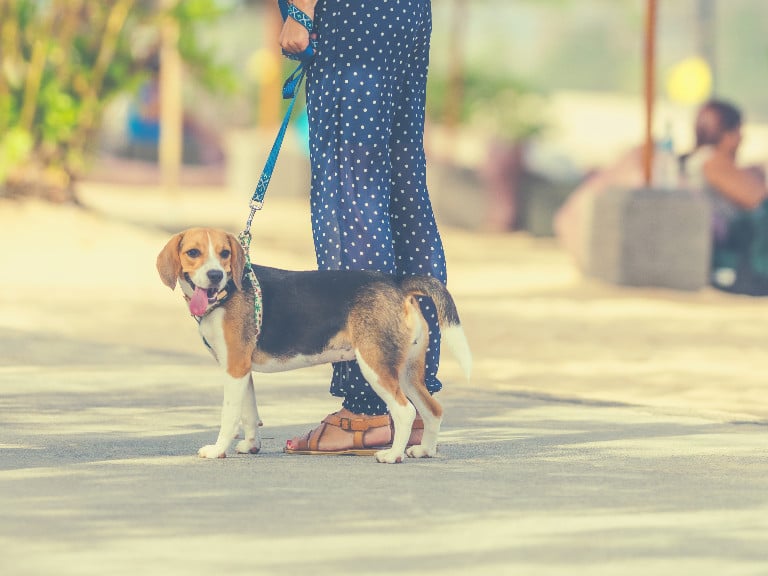 Increase your beagles lifespan by exercise