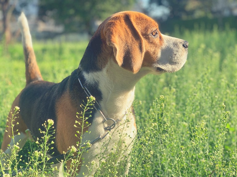 What A Beagle Looks Like In Grass