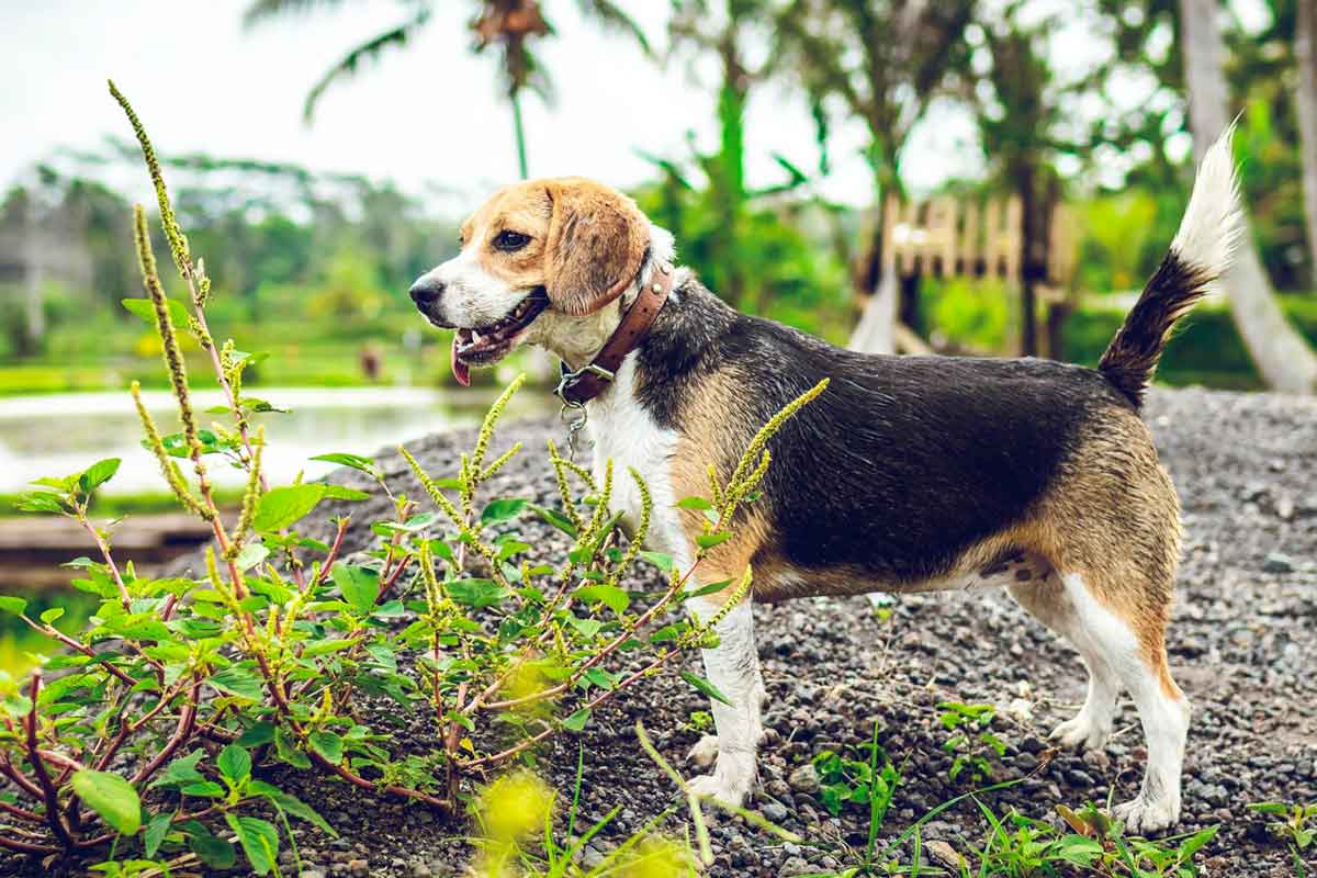 beagle outside what is breed lifespan