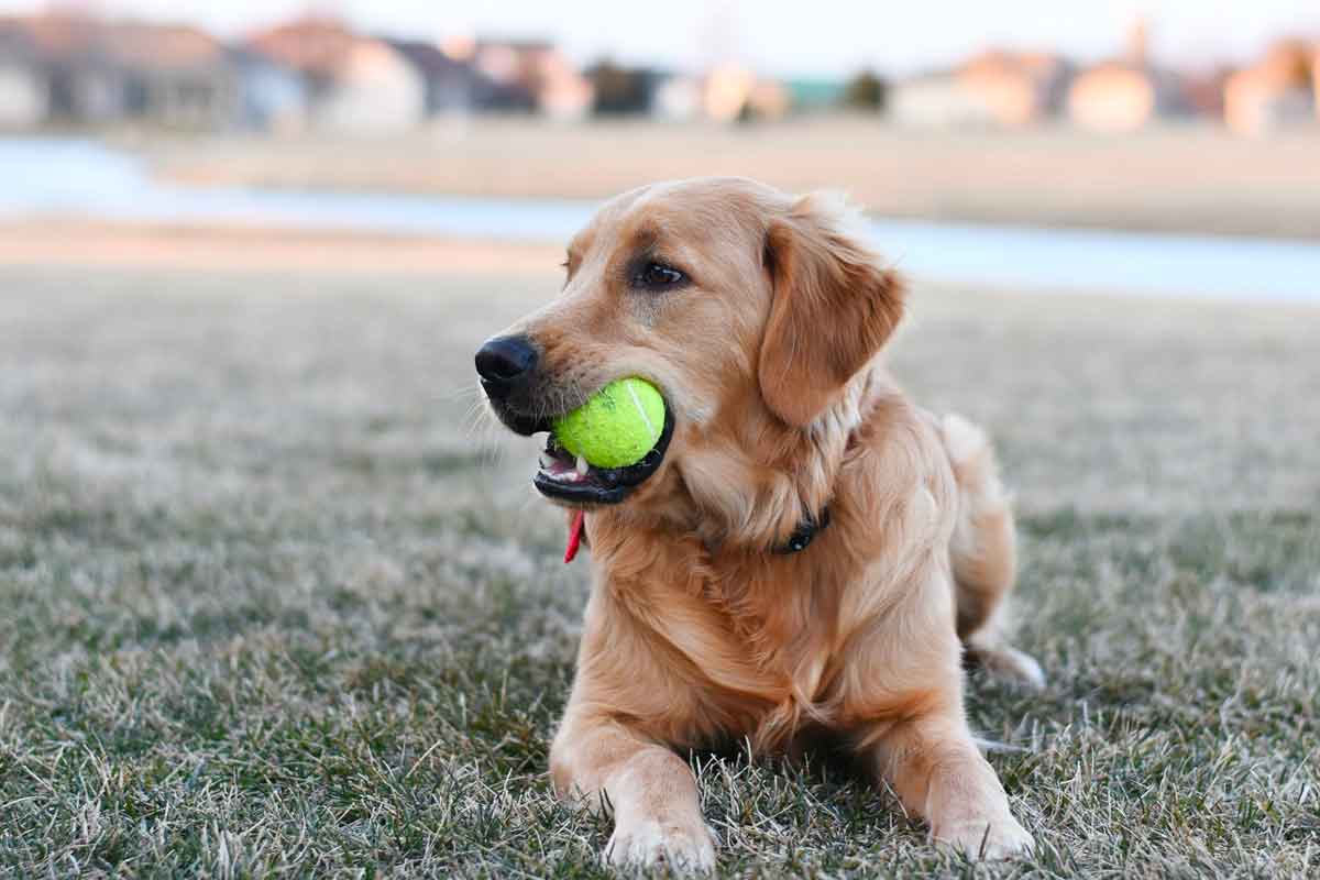 dog with tennis ball in mouth