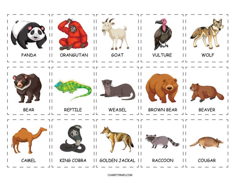 Animals Of The World Activity For Kids {free Download}