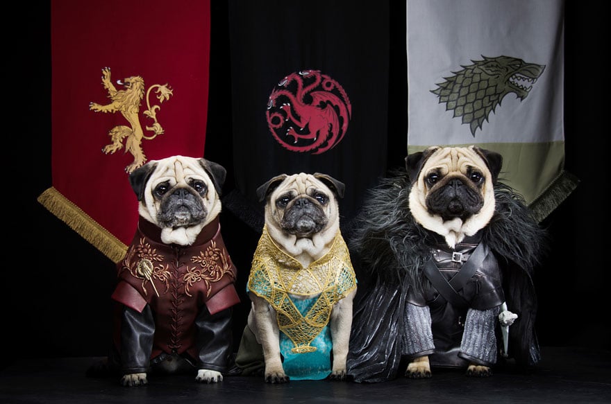 pugs as tyrion lannister, daenerys targaryen and jon snow