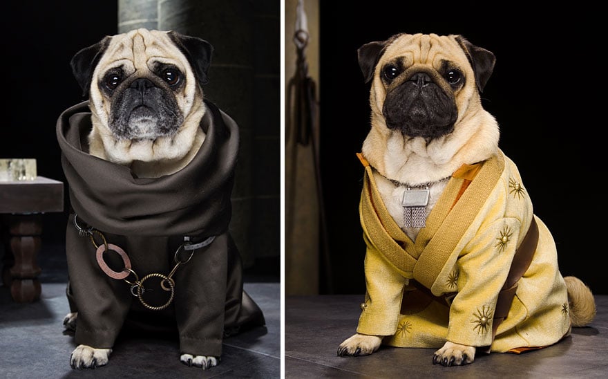 pug of westeros as Grand Maester Pycelle & Oberyn Martell