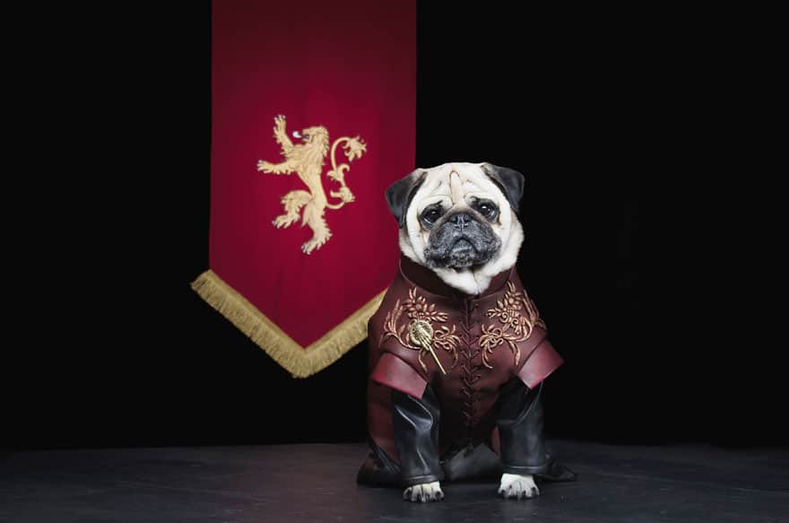 pug game of thrones tyrion lannister