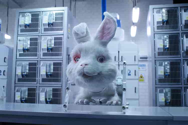 Ralph the rabbit in a laboratory