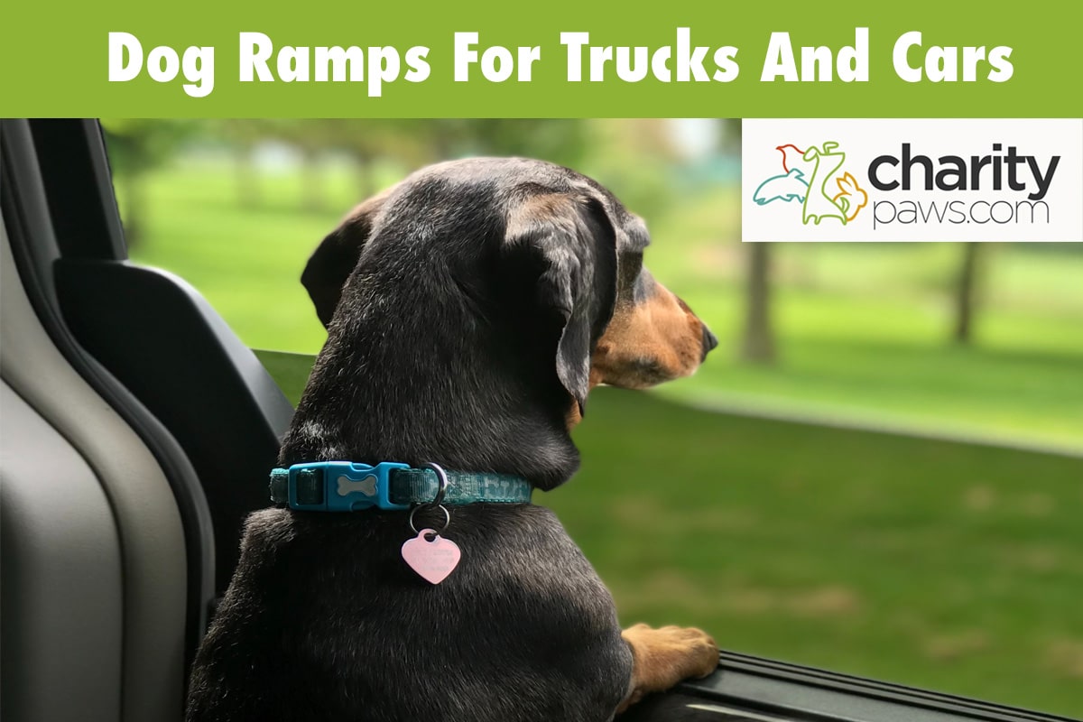 Dog Ramps For Trucks And Cars