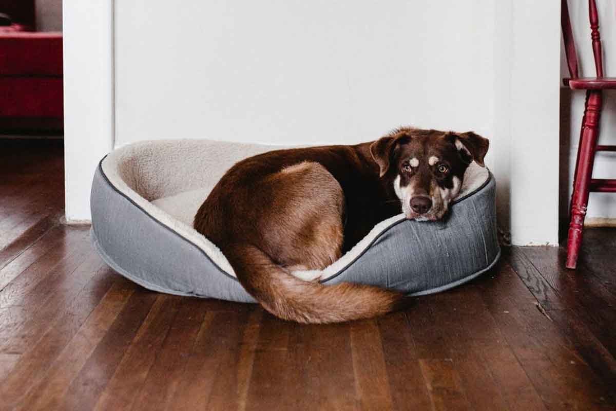 dog in hypoallergenic dog bed