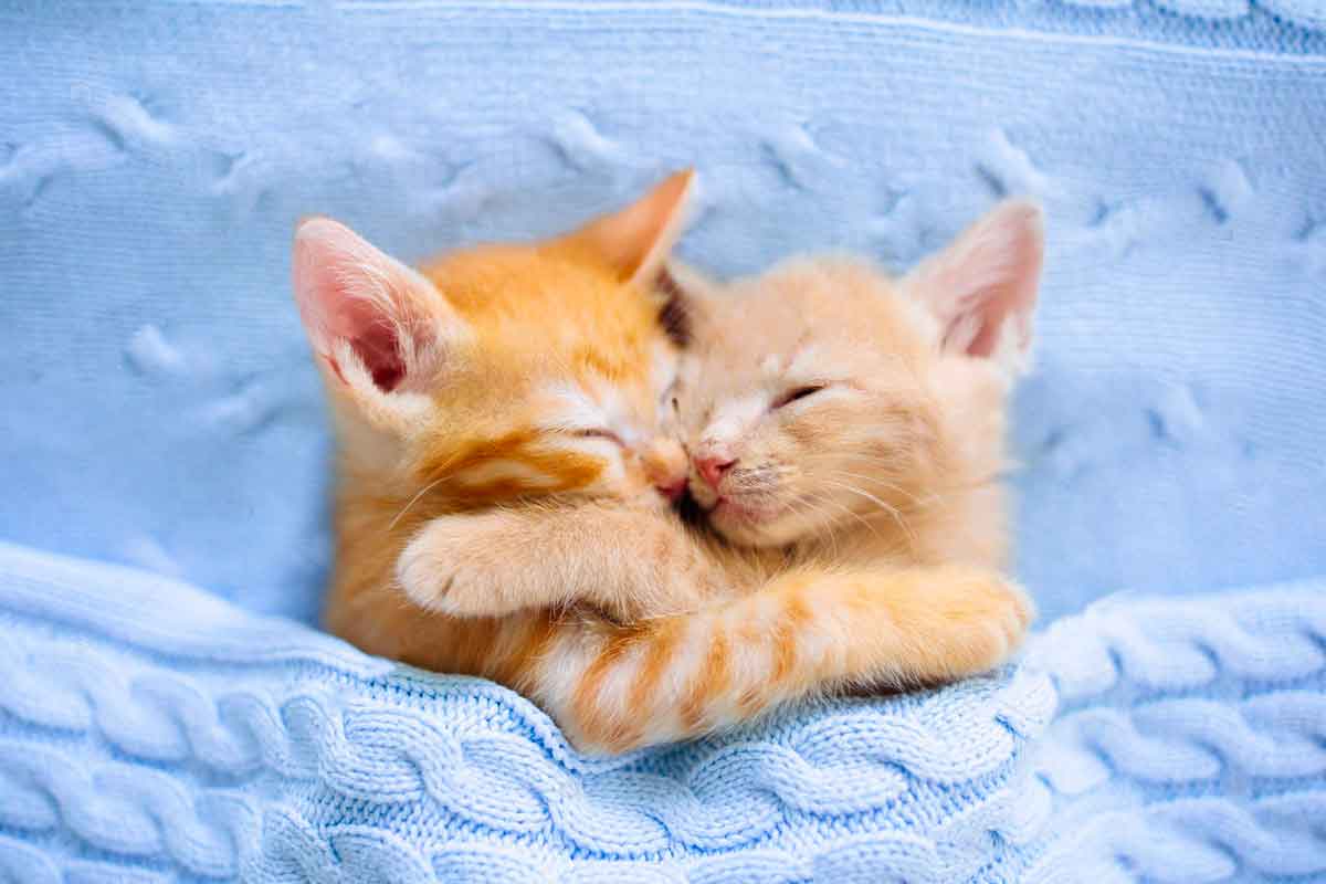 75 Brother And Sister Dog Names And Cat Names