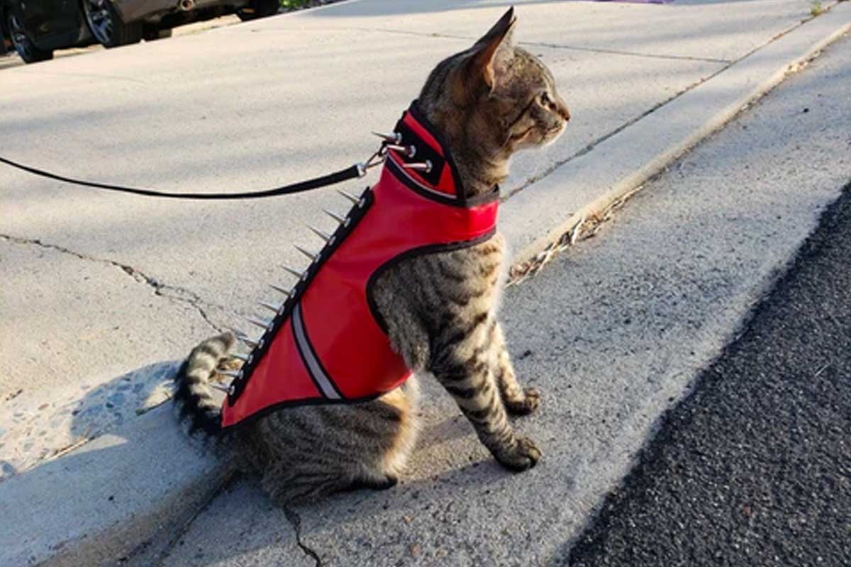 coyotevest for cats