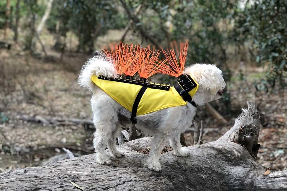coyotevest on a dog