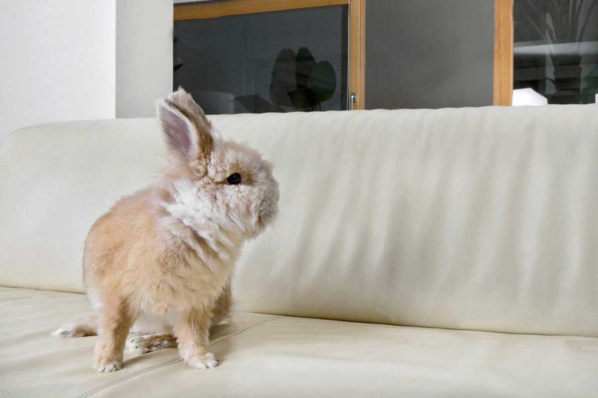 pet rabbit on couch