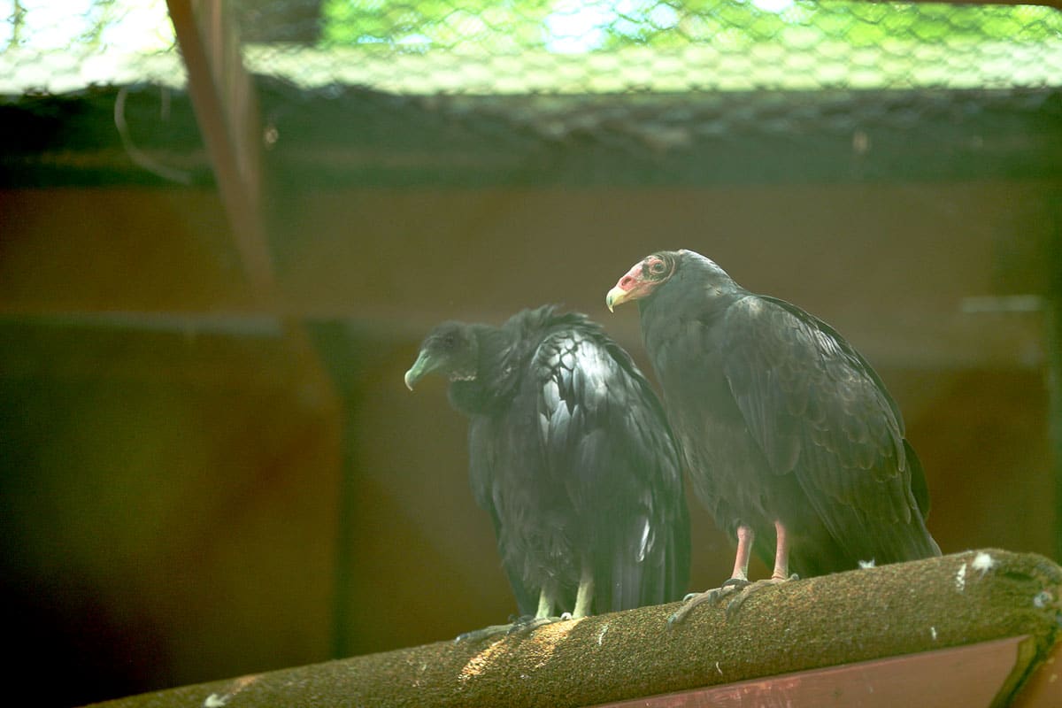 vultures at raptor trust