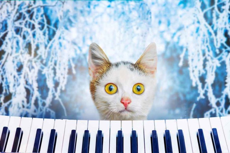 40+ Songs About Cats Or Named For Cats That You Can Enjoy!