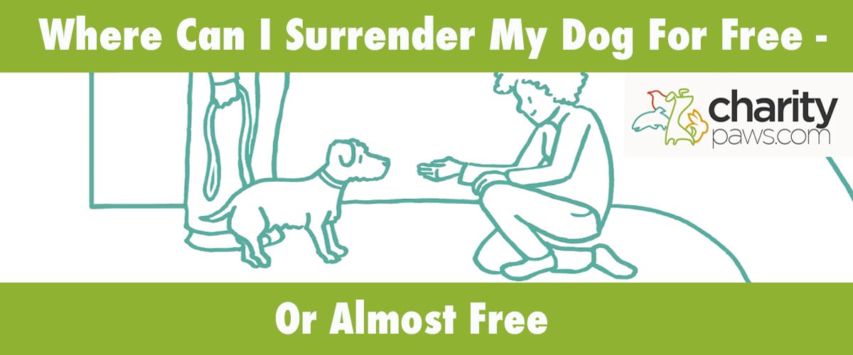 Places To Surrender Your Dog For Free