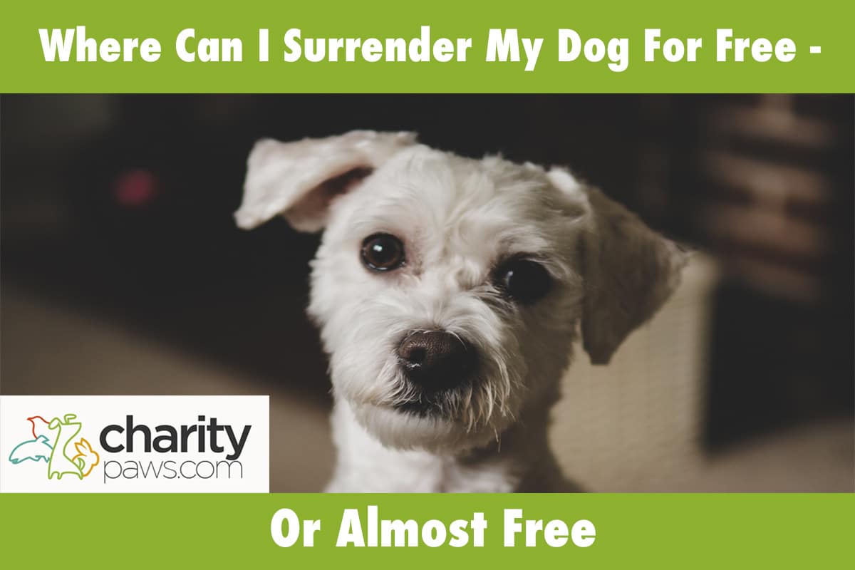 Where Can I Surrender My Dog For Free Or Almost Free 