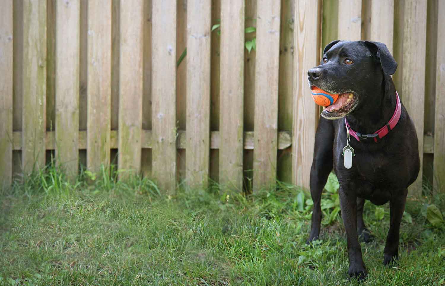 Where Can I Surrender My Dog For Free (Or Almost Free)?