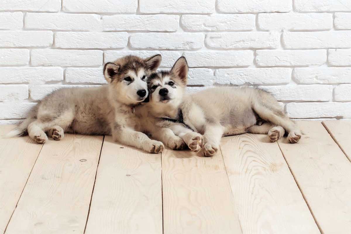stop dogs from chewing wood