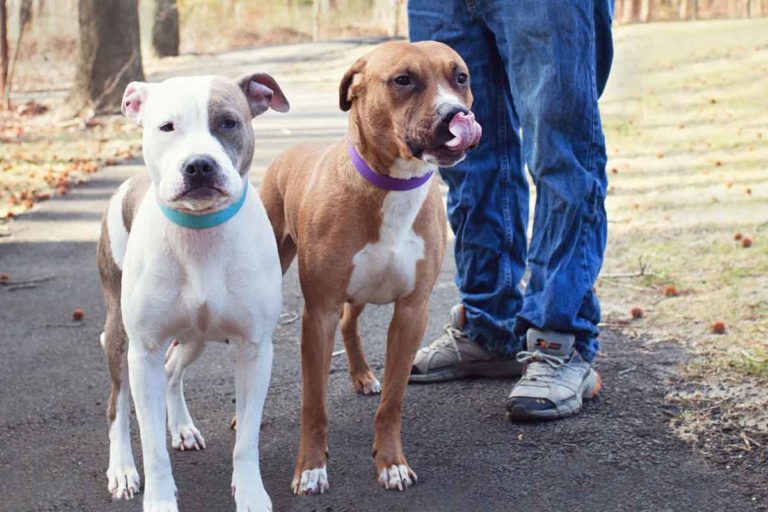 Where Can I Surrender My Dog For Free (Or Almost Free)?