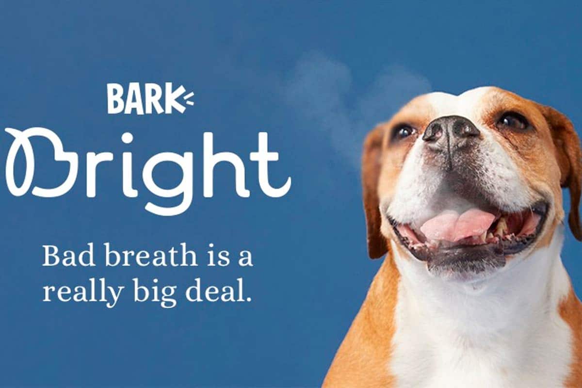bark bright dental kit