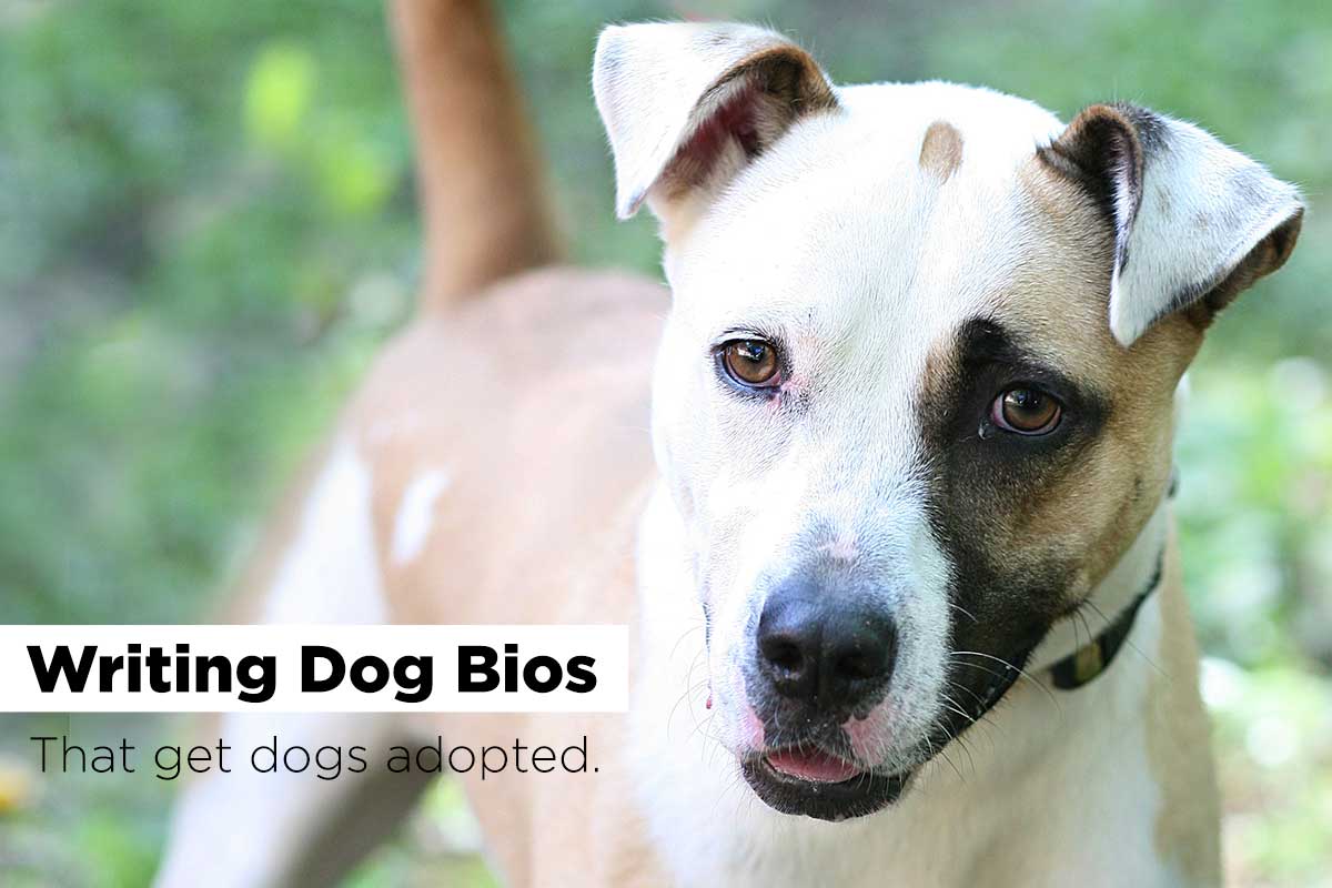 guide to writing dog bios