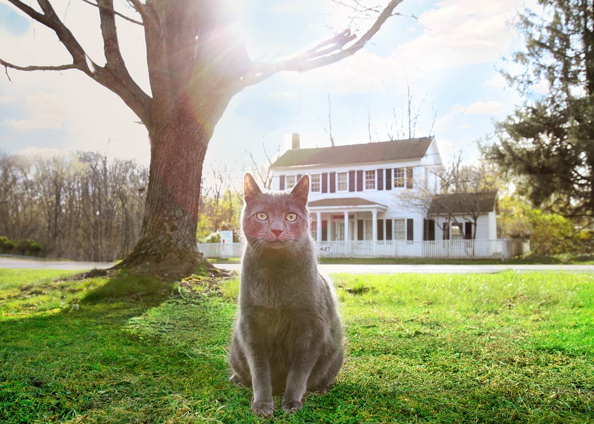 Pepper The Cat Visits The MacKenzie House