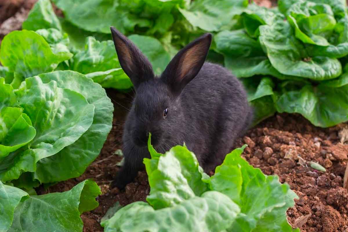 rabbit eating cabbage