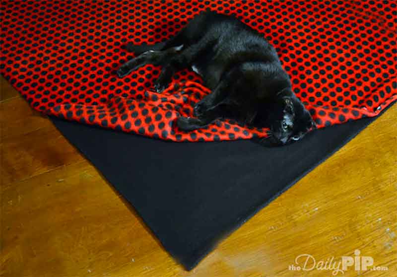 cat laying on no sew blanket cloth