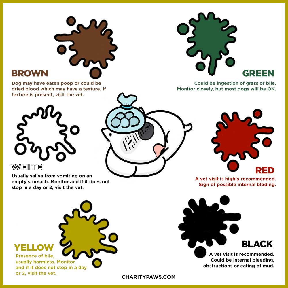 dog vomit color chart