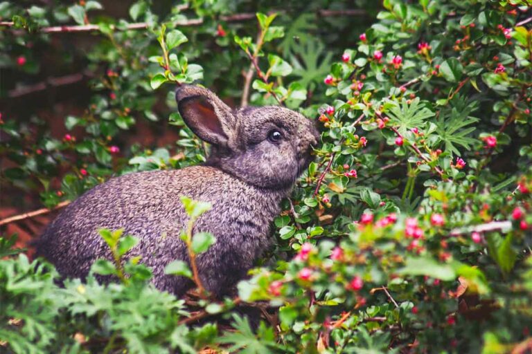 Can Rabbits Eat Blueberries?