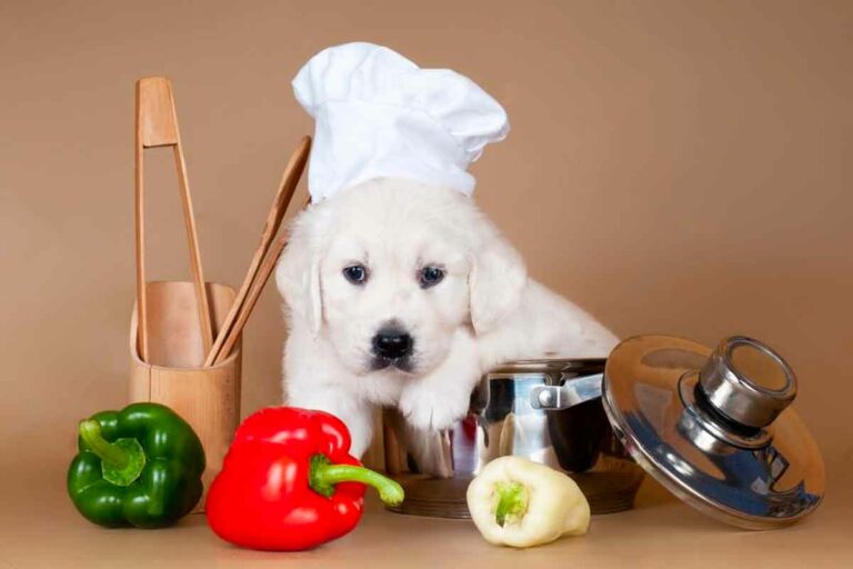 Can Dogs Eat Bell Peppers? How About Red Peppers - Yes