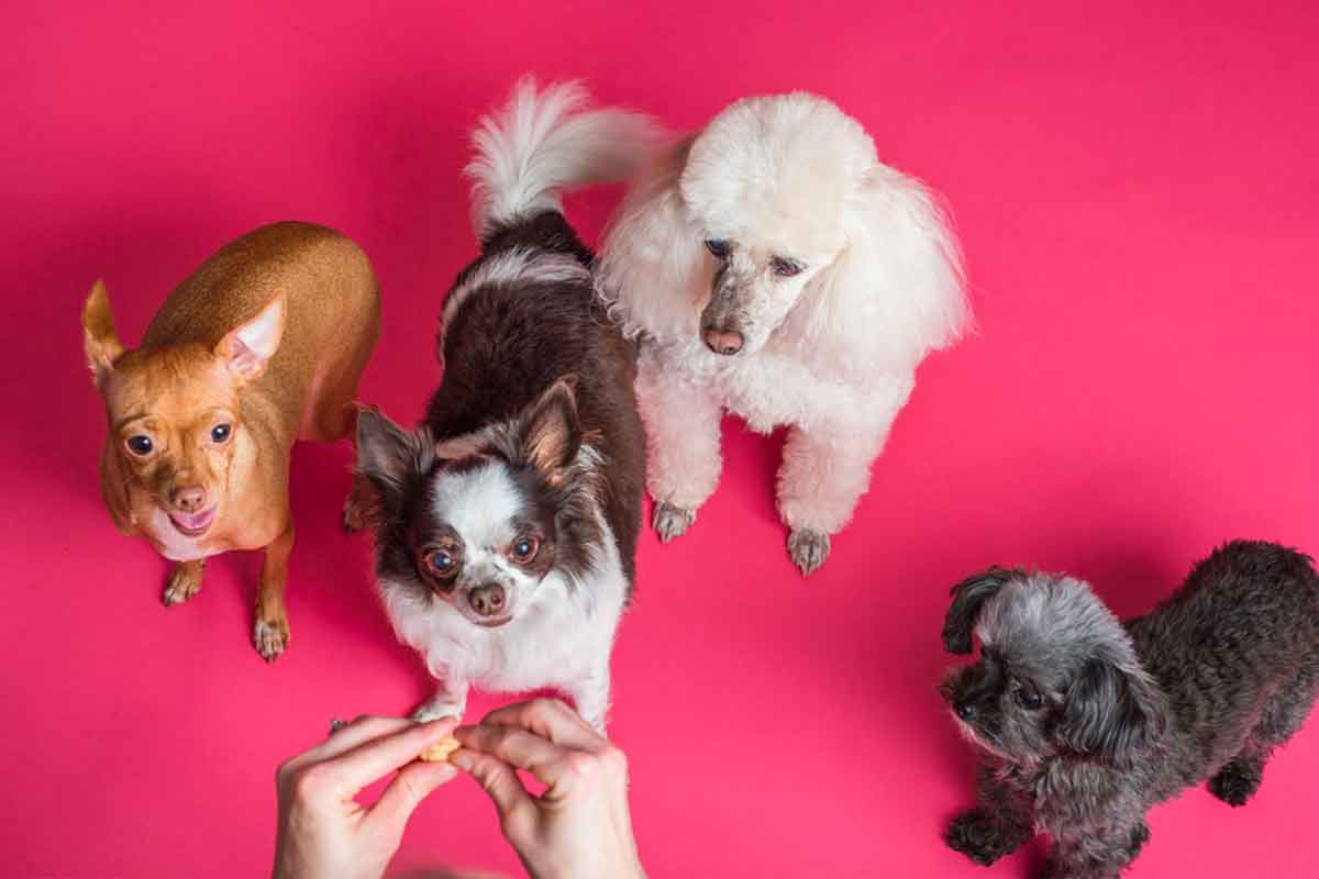 girl dog names for group of dogs