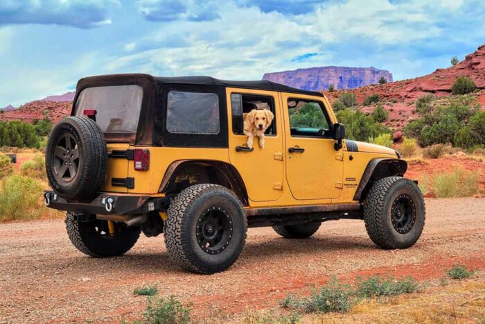 animal transporter in a jeep