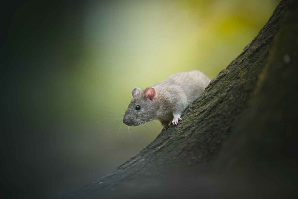 list of rat rescues in united states
