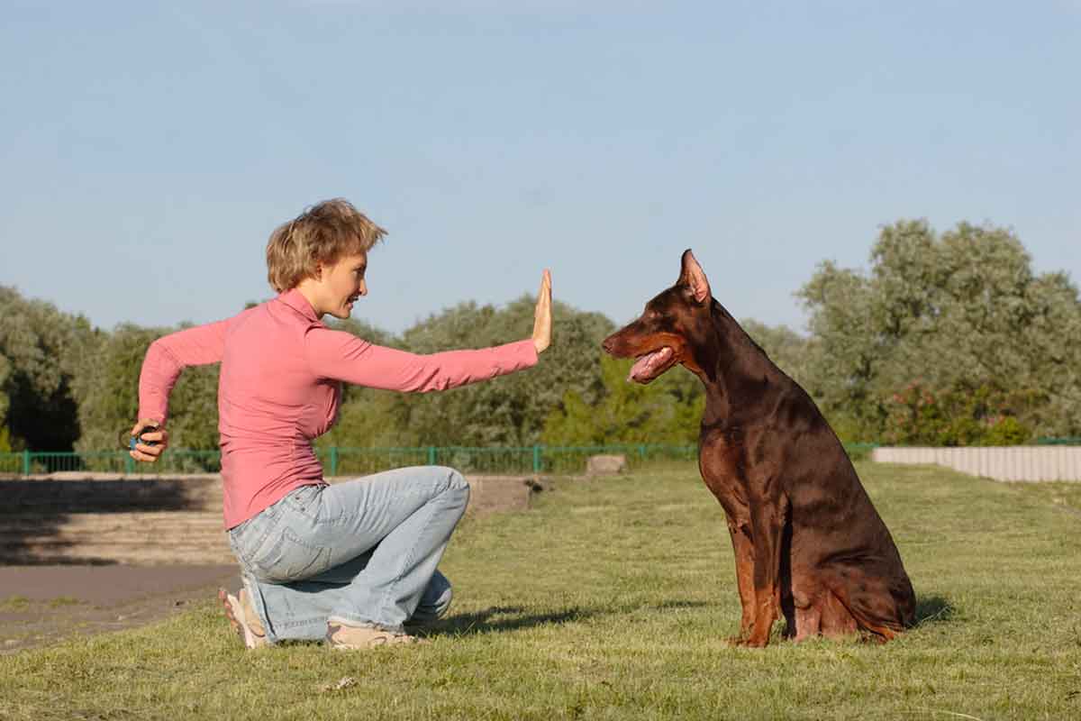 trainer trying to get a dog to stop barking