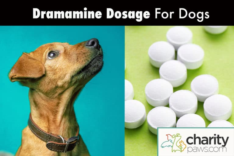 Dramamine Dosage For Dogs How Much Can You Give Your Dog