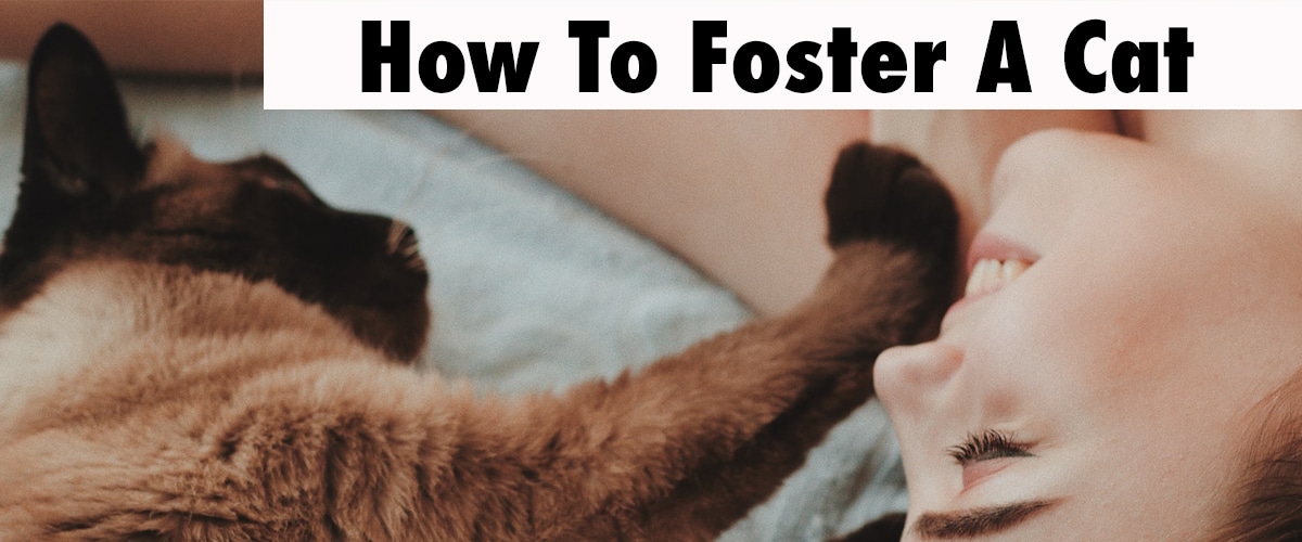 Fostering A Cat