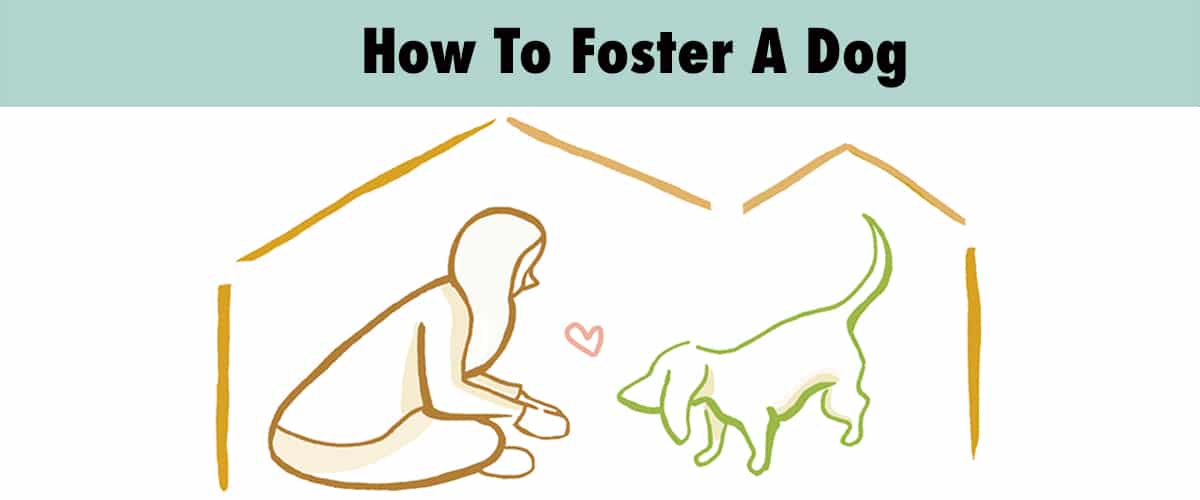 Fostering A Dog