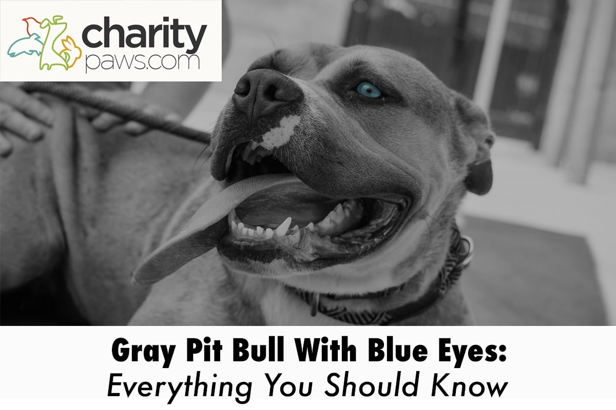 Gray Pit Bull With Blue Eyes