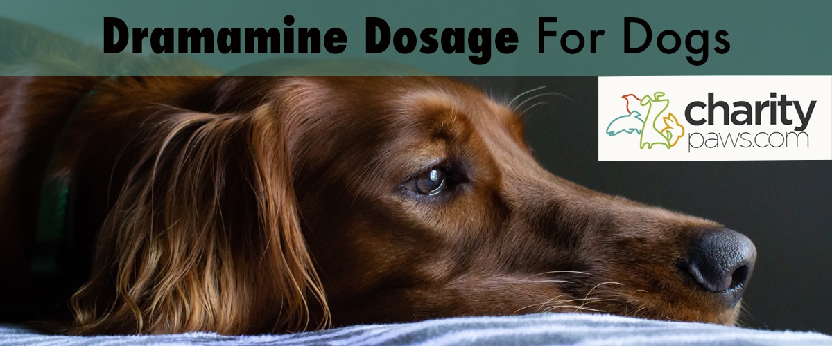 How Much Dramamine Can Dogs Have