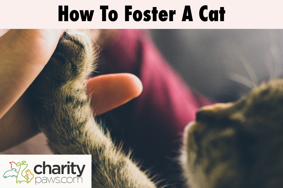 How To Foster A Cat