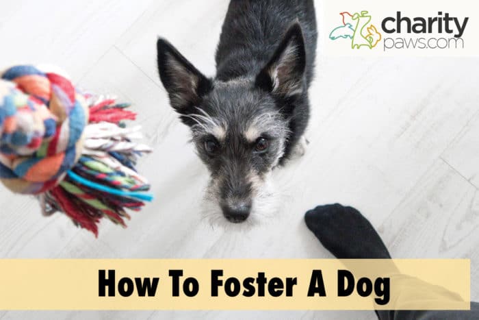 How To Foster A Dog