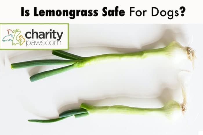 is-lemongrass-safe-for-dogs-how-toxic-is-lemongrass-oil