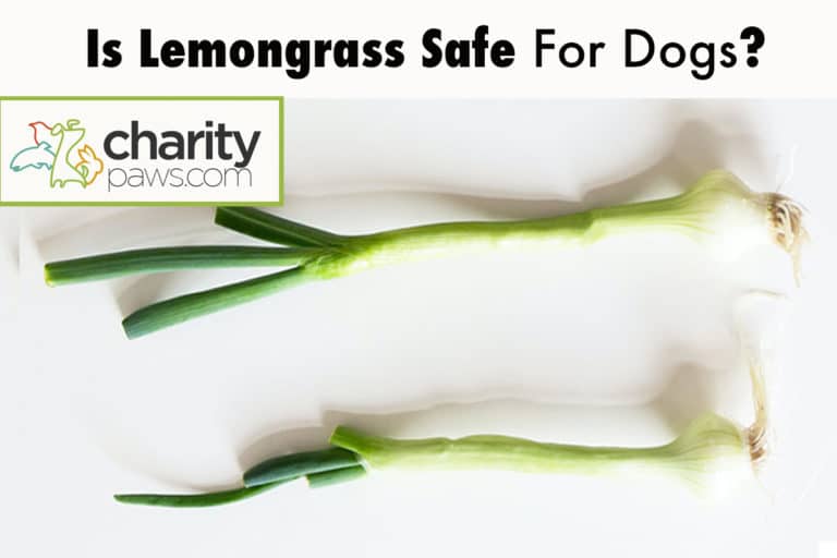 Is Lemongrass Safe For Dogs? How Toxic Is Lemongrass Oil